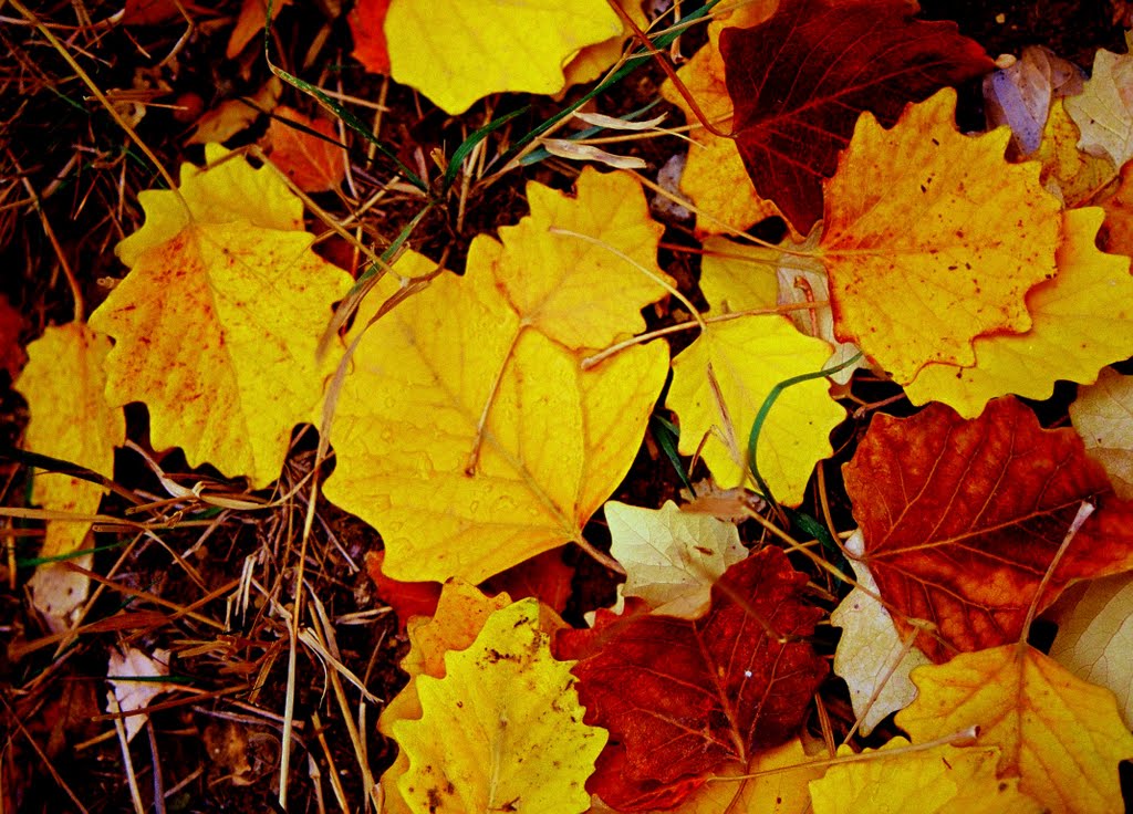 Sonbaharın altın renkli yaprakları / Golden leaves of autumn by Nurettin Peşkircioğl…