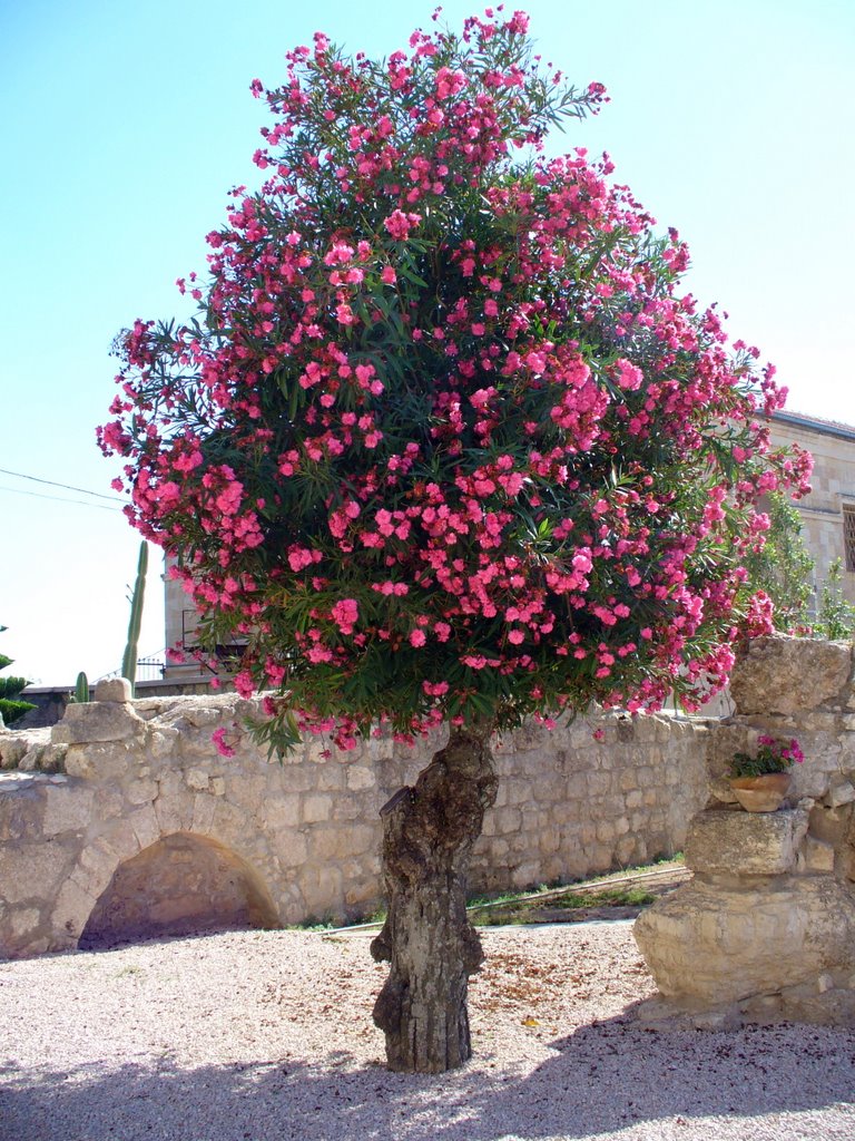 Arbol en Monte Tabor by Francisco Criado Alo…