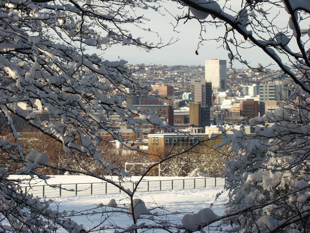 A glimpse of the city centre through snowy Norfolk Heritage Park trees, Sheffield S2/S1/S10 by sixxsix