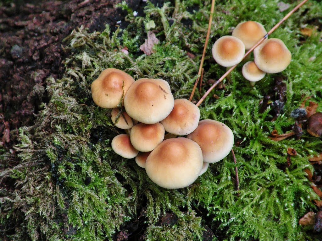 Fungi-18c, (Parasola conopilus) (© wfmw) by © wfmw