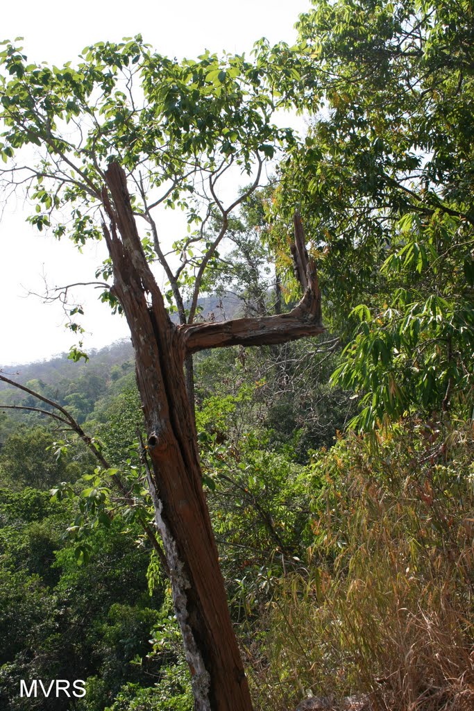 Cachoeira do Rosário - Árvore do Cerrado by Marcos Vinicius Ribe…