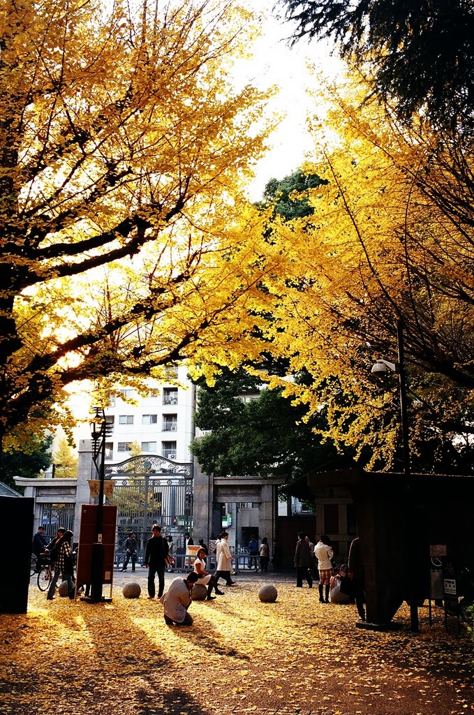 落日群像 / People beneath Maidenhair Trees by Katsuhiro Suzuki