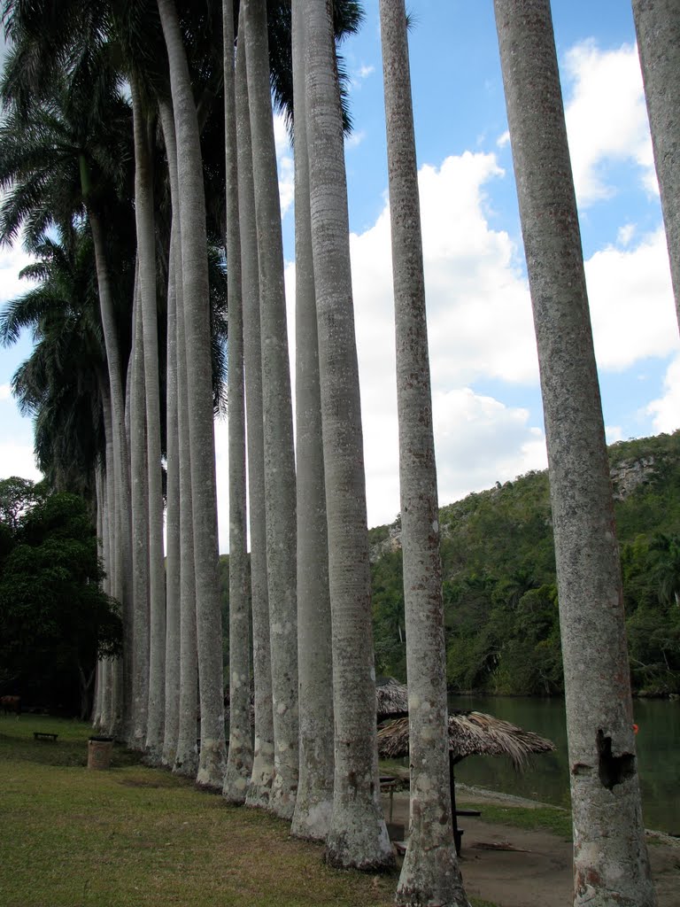 Rio Canimar, Matanzas Cuba - January 2010 by 9thline