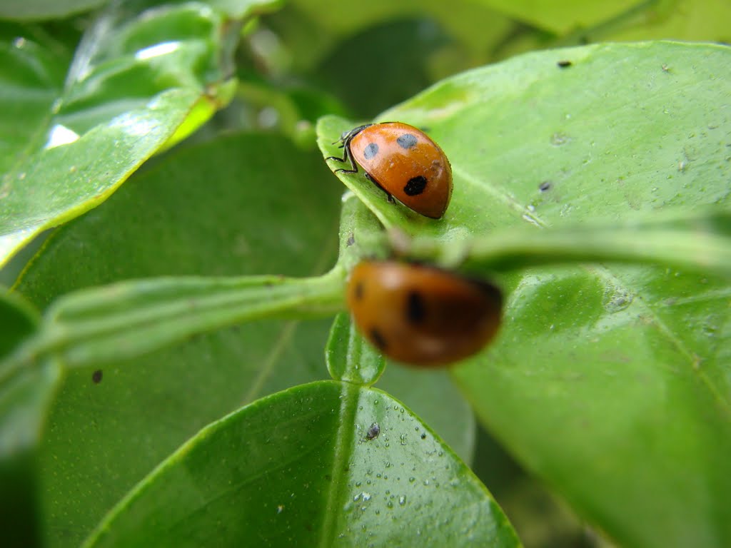 Ladybugs couple by Benotman Faiçal