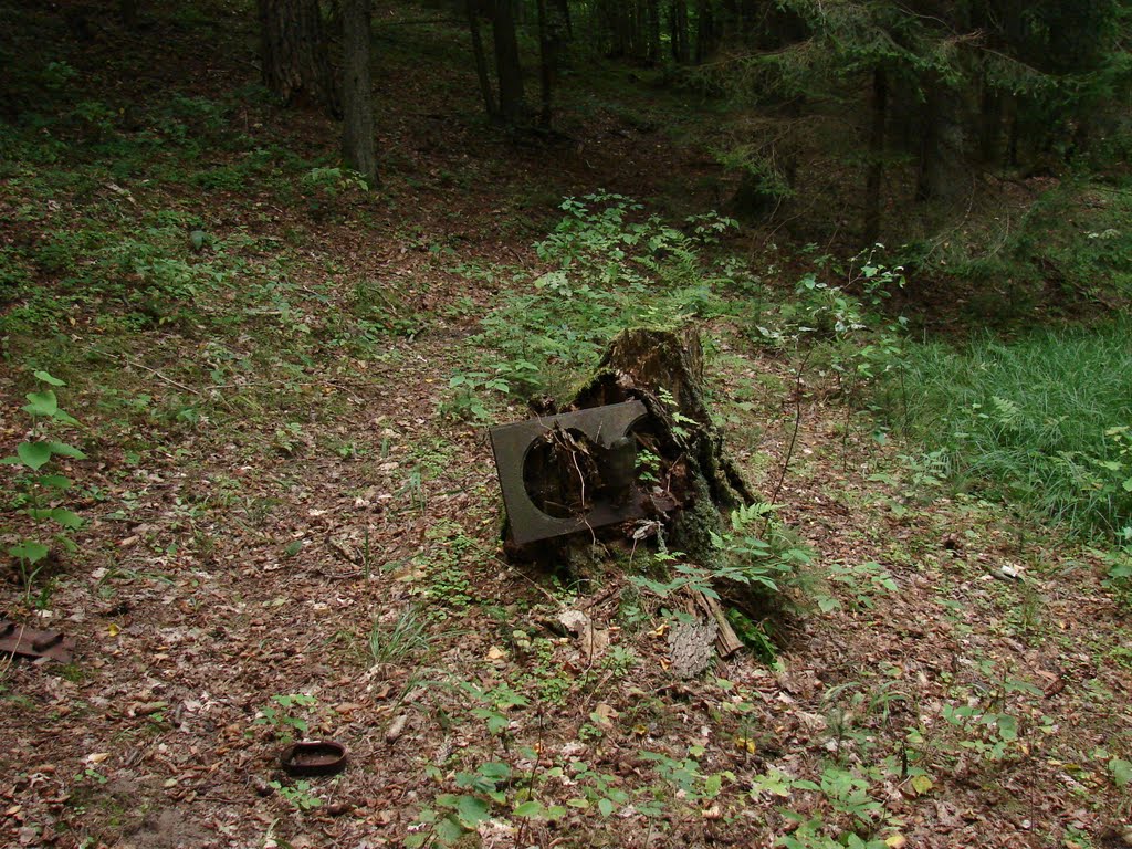 Augustavo giria - Puszcza Augustowska - Аўгустоўская пушча:ile to ma lat ? Blat kuchni wrośnięty w zmurszały pień by Andrzej Wacławek