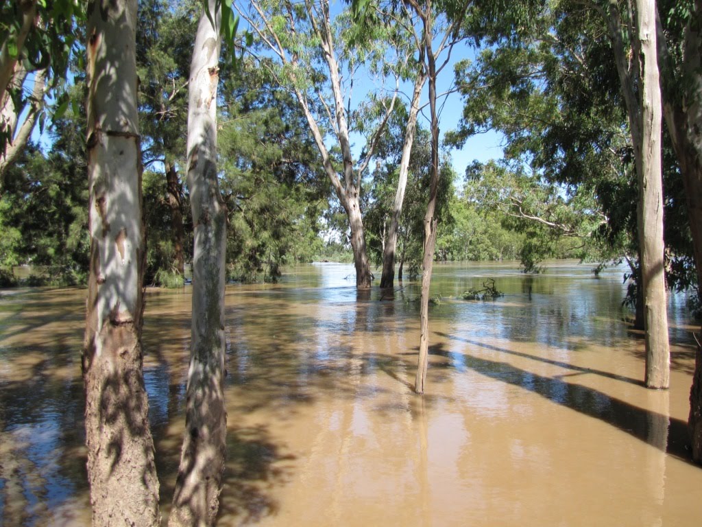 Flood Wagga Township Dec 2010 by Luke Johnston