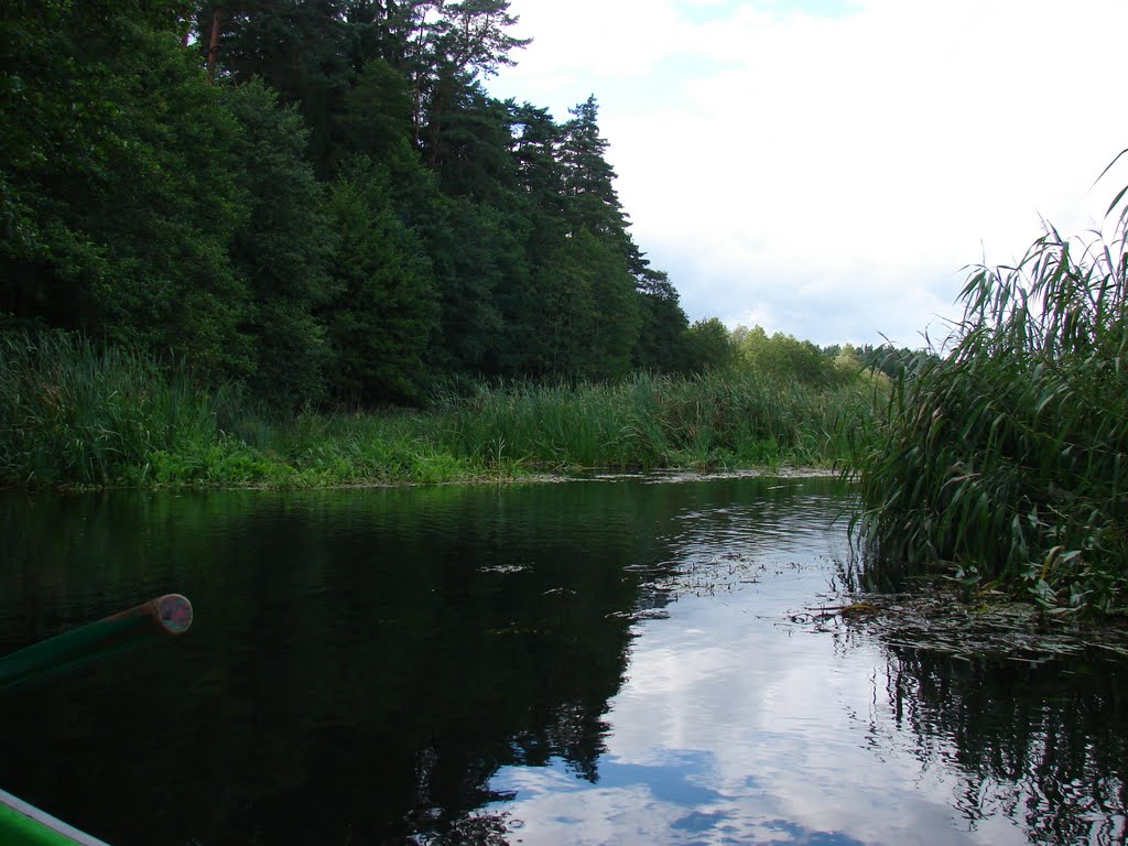 Rospuda, Dauspuda (w języku polskim rzeka Rospuda) – upė:wracamy by Andrzej Wacławek