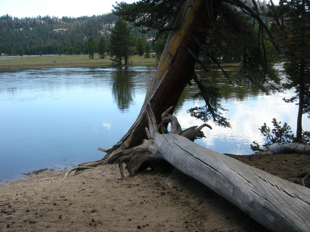 Glen Aulin Trail by Povl Hilligso