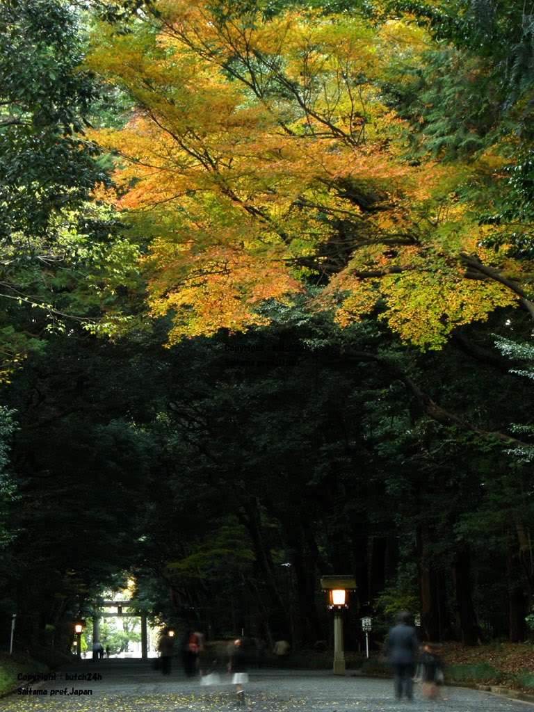 Meiji Shrine,Shibuya ward　明治神宫（涩谷区）　明治神宮（渋谷区） by butch24h