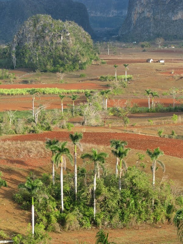 Champs de tabacs dans la campagne de Viñales by planetair