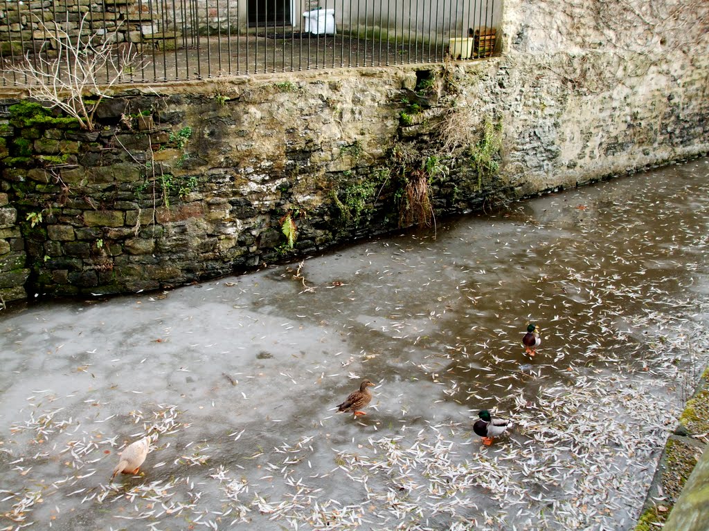 Ducks on the frozen Canal, Skipton, North Yorkshire by Ruth Craine