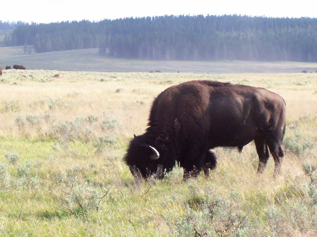 Bison in Yellowstone by rebeccabarbato