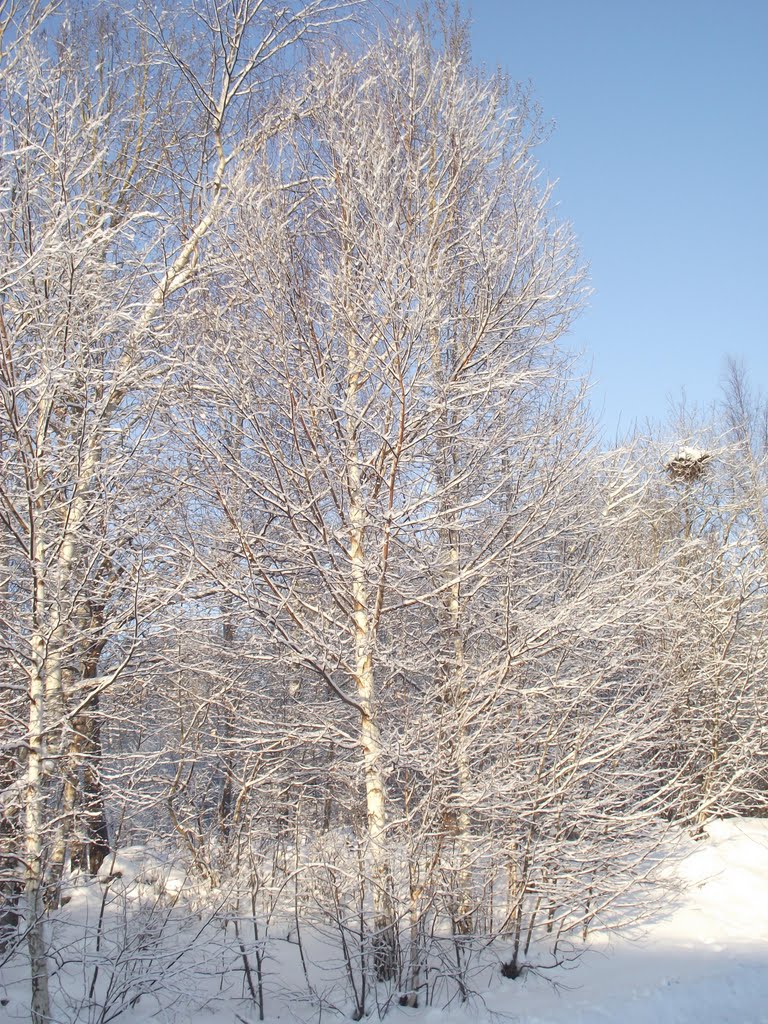 White trees by Anitus