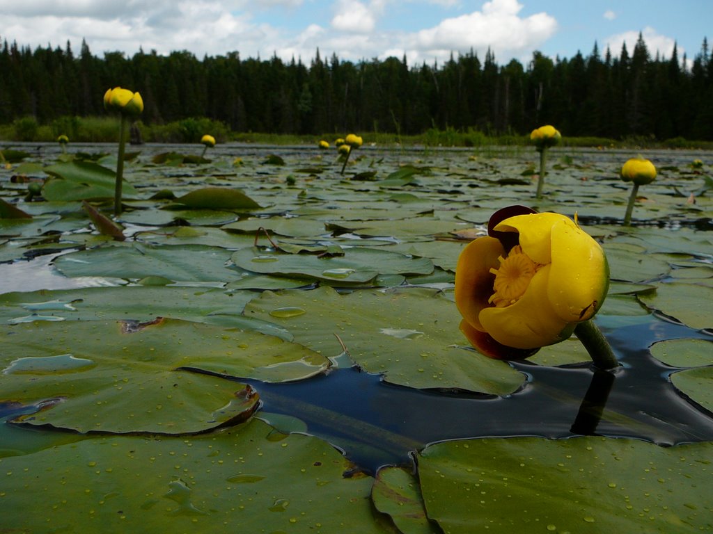 Grand nénuphar by Jean-Pierre Adam