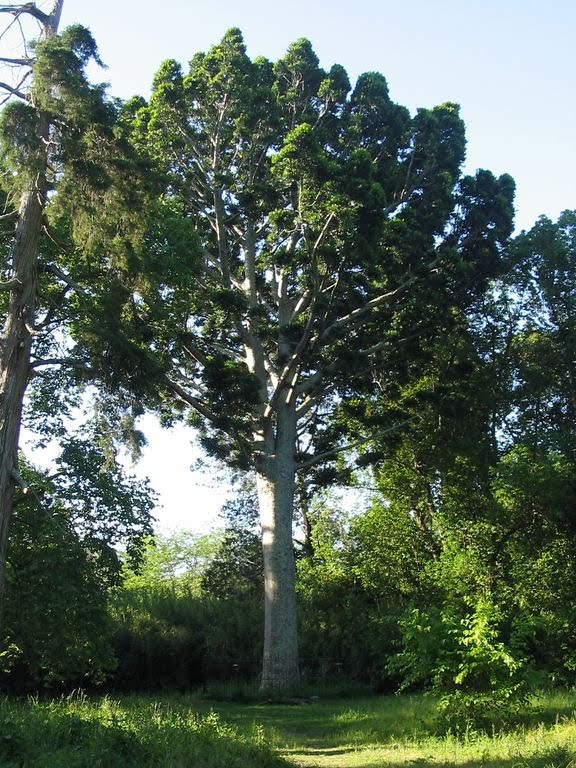 Árbol de cristal by marcelobersi