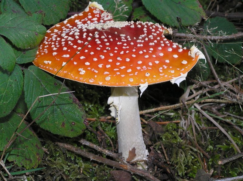 Mb - Amanita muscaria - Fliegenpilz by Margrit M. Berger (S…