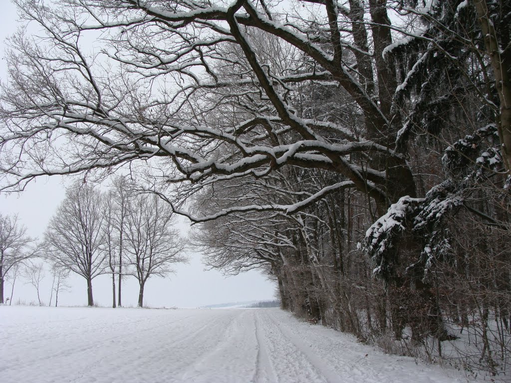 Rödental Winter im Park Rosenau by Contessa