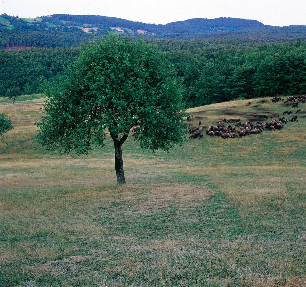 Campo di Ferro by Giuliano Bianchini