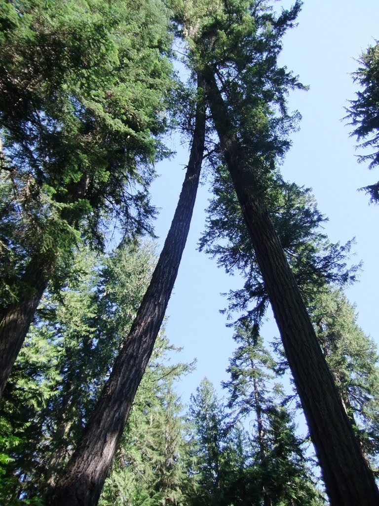 Cathedral Grove by Carli Peters