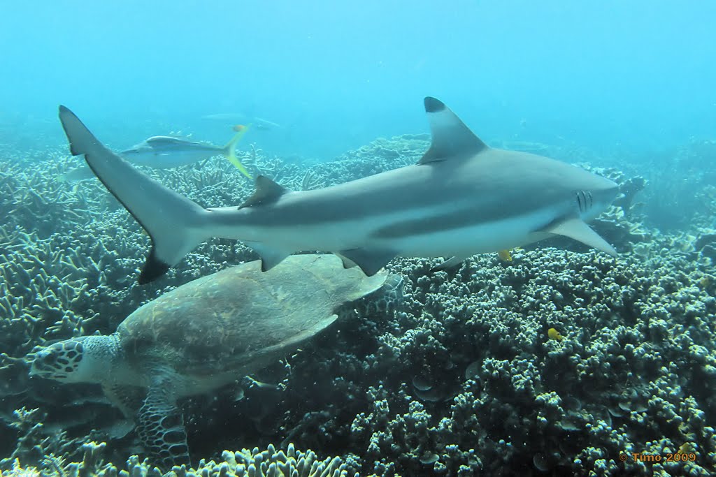 Black tip reef shark and turtle - Pulau Rengis, Tioman Malaysia by tmoj