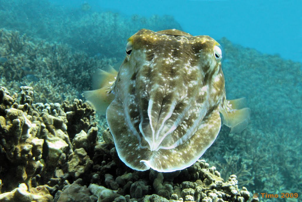 Curious cuttle fish - Pulau Rengis, Tioman Malaysia by tmoj