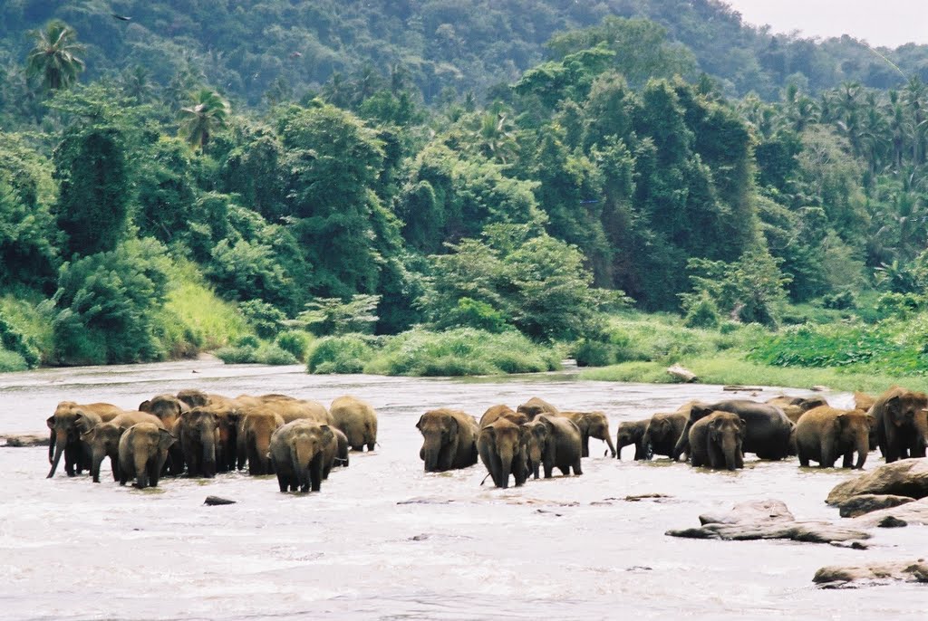 Elephants for a bath by Raheel Asghar Ginai