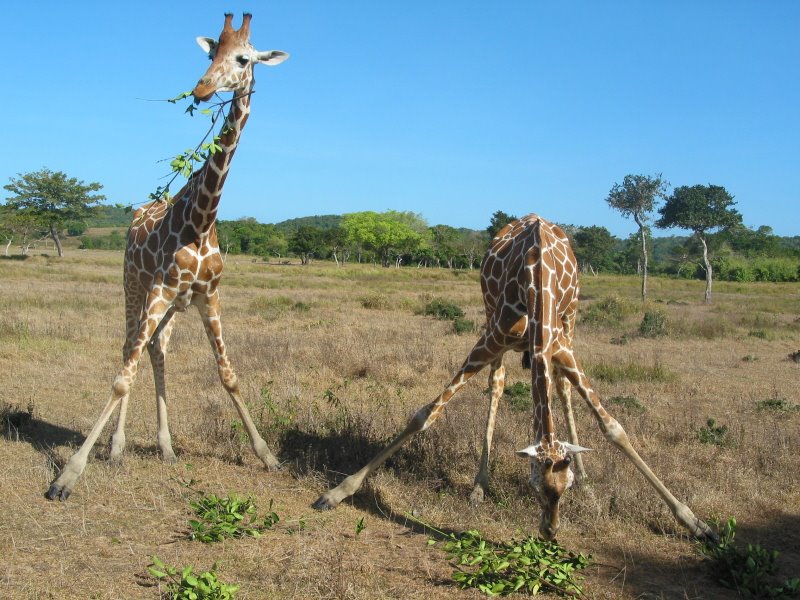 Calauit Island Wildlife by Bob Gardner