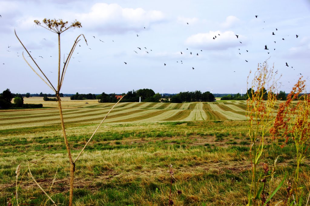 Birds above the field by andreisss