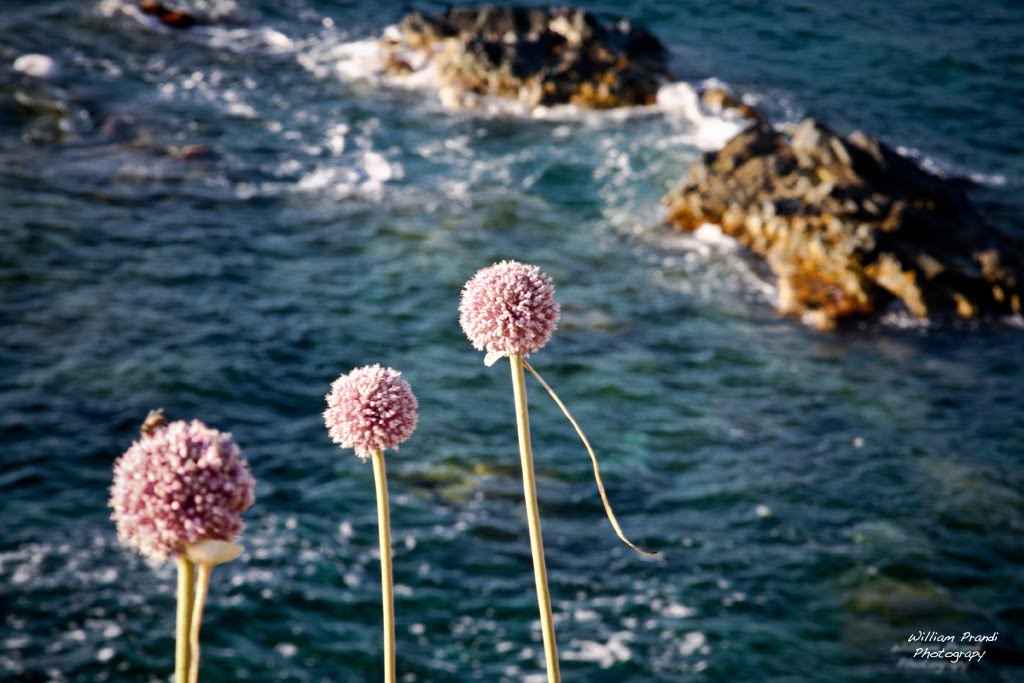 Isole Sanguinarie, Ajaccio, Corsica del Sud, Corsica, Francia by William Prandi