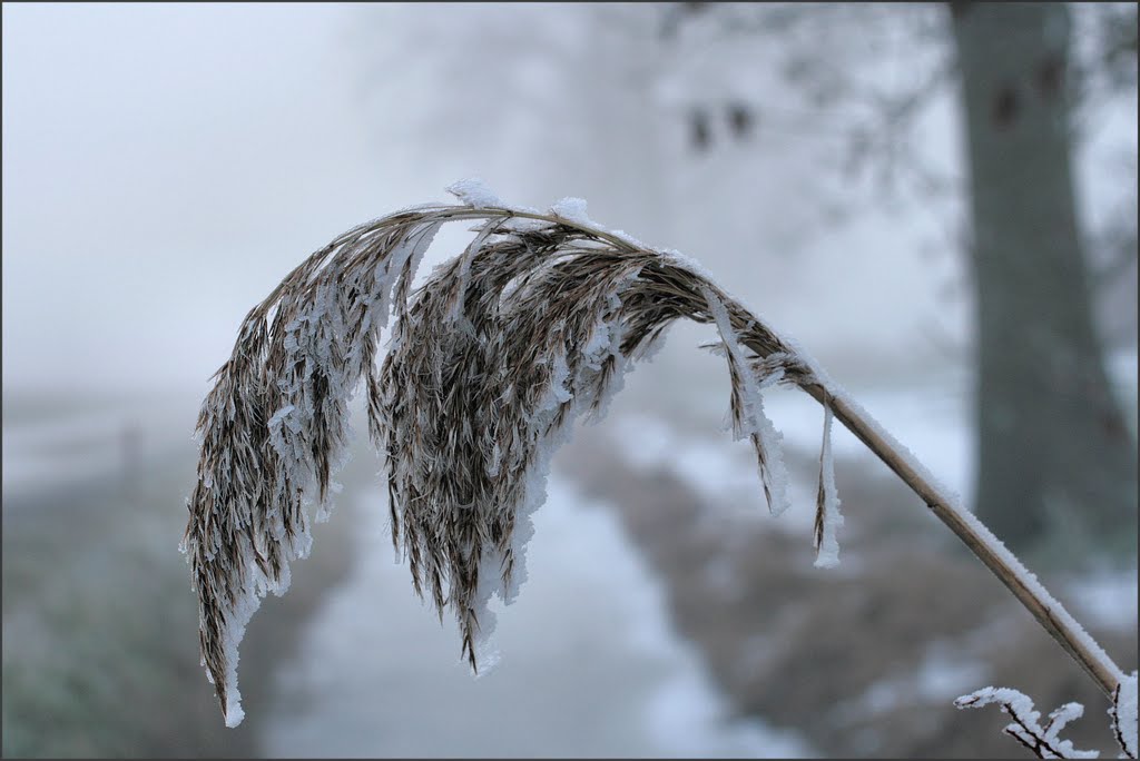 Hangende winterpluim by Teunis Haveman