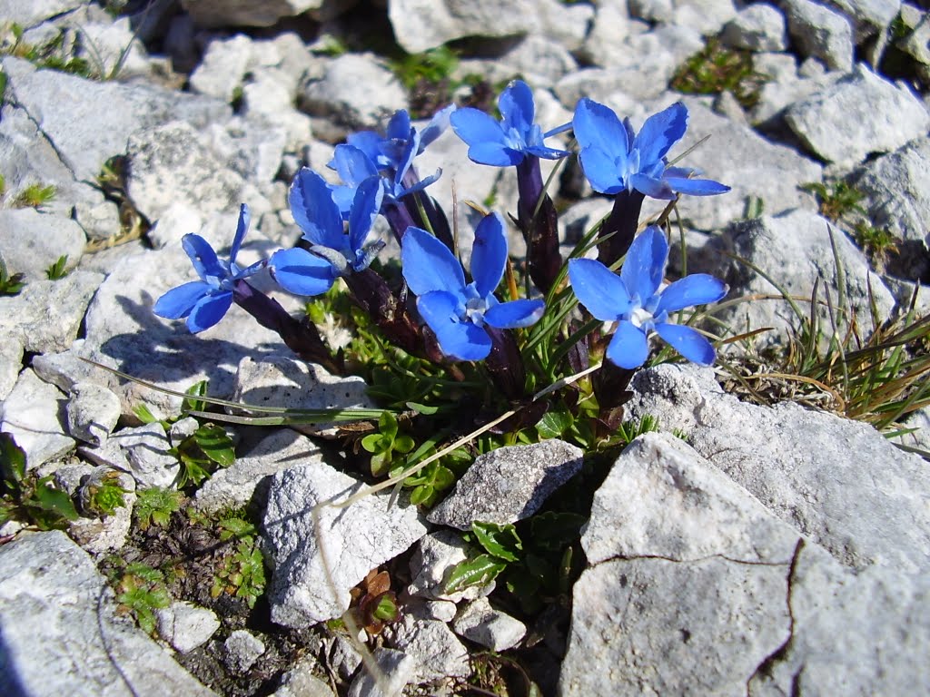 Gemeinde Ramsau am Dachstein, 8972, Austria by slacek