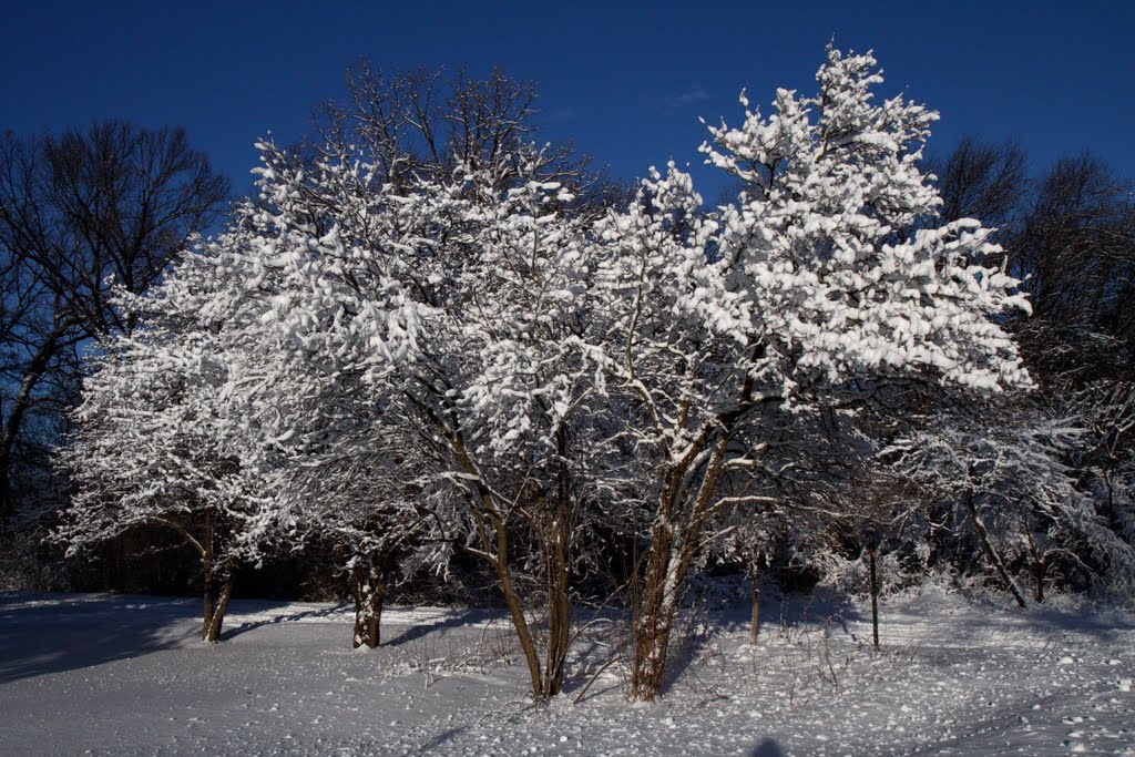 Leaves of ice by lafong