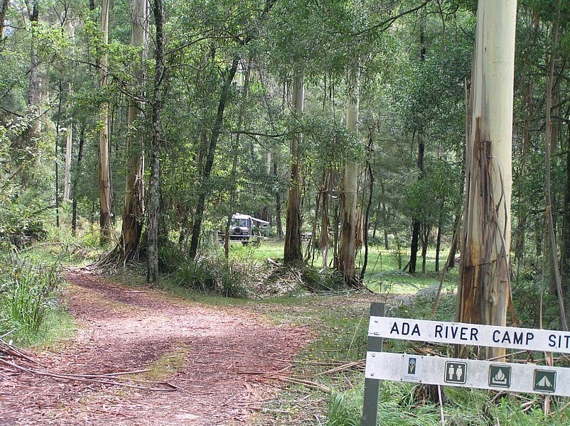 Ada Rv Camp Ground, Errinundra State Forest by Peter WHITEHEAD