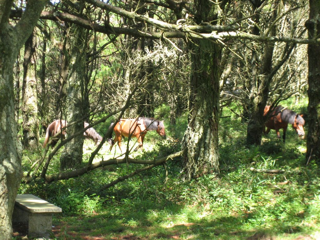 Caballos en libertad. by Jose Manuel Docal F.dez