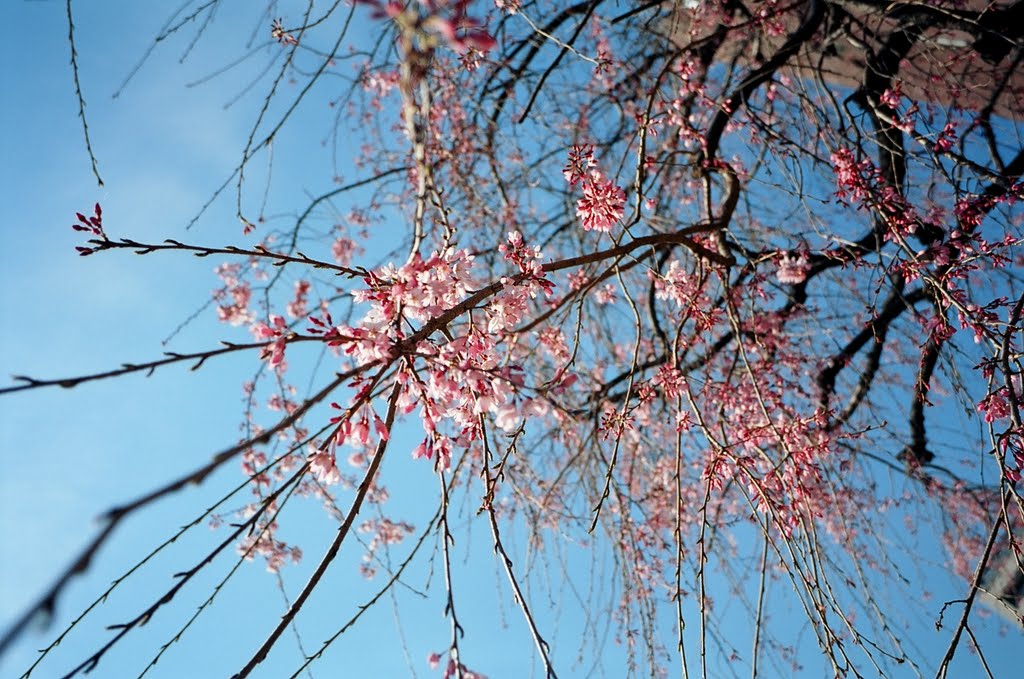 Plum Tree (Tokyo Univ., Yasuda Auditorium) by Katsuhiro Suzuki