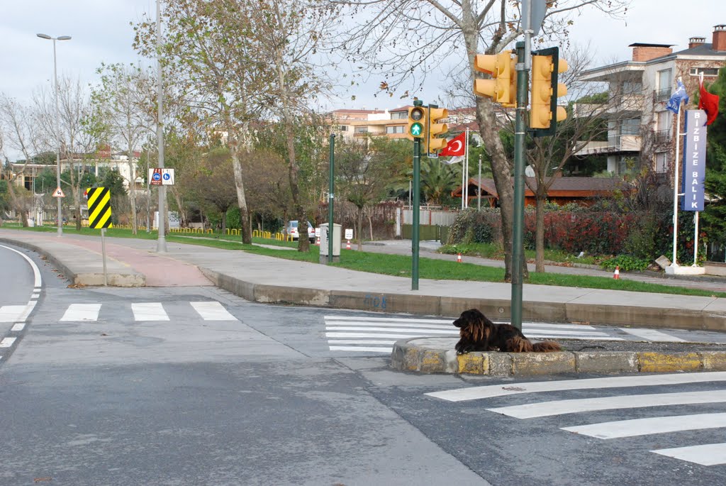 Küçükyalı sahil yolu by Ahmet ONGAN