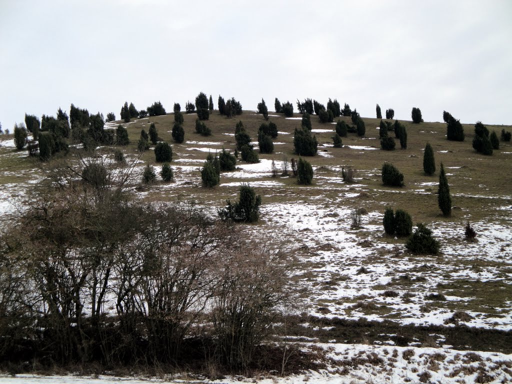 Gönnersdorf, Wacholder by Eric Meeuwsen