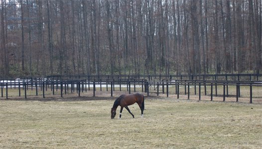 Deep Impact at Shadai Stallion Station by Takatsu