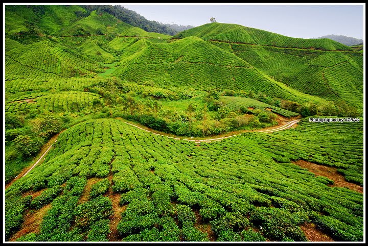 BOH Tea Plantation by AZRA©