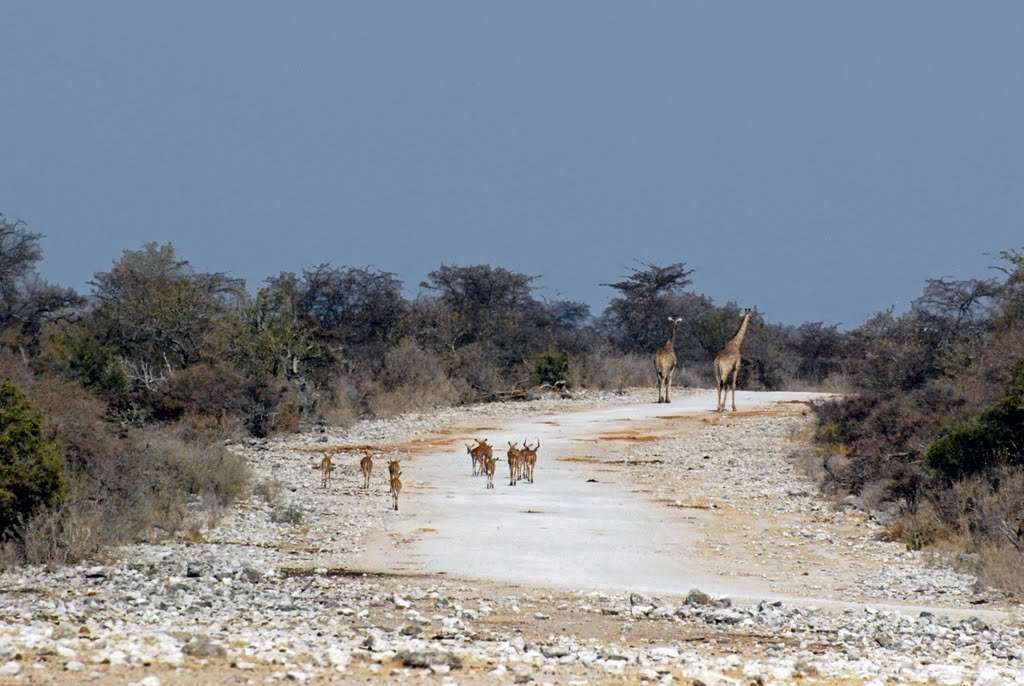 Traffic by Heidy R. Hort