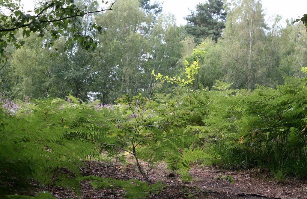 Woodland at Gracious Pond by AbbieK