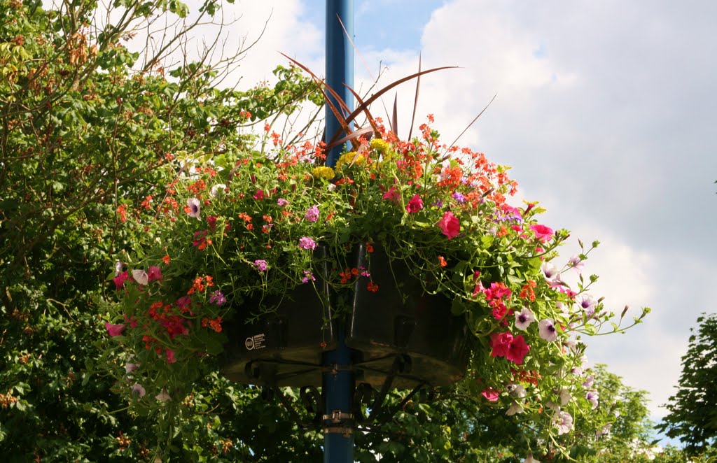 Flowers in Farnborough by AbbieK