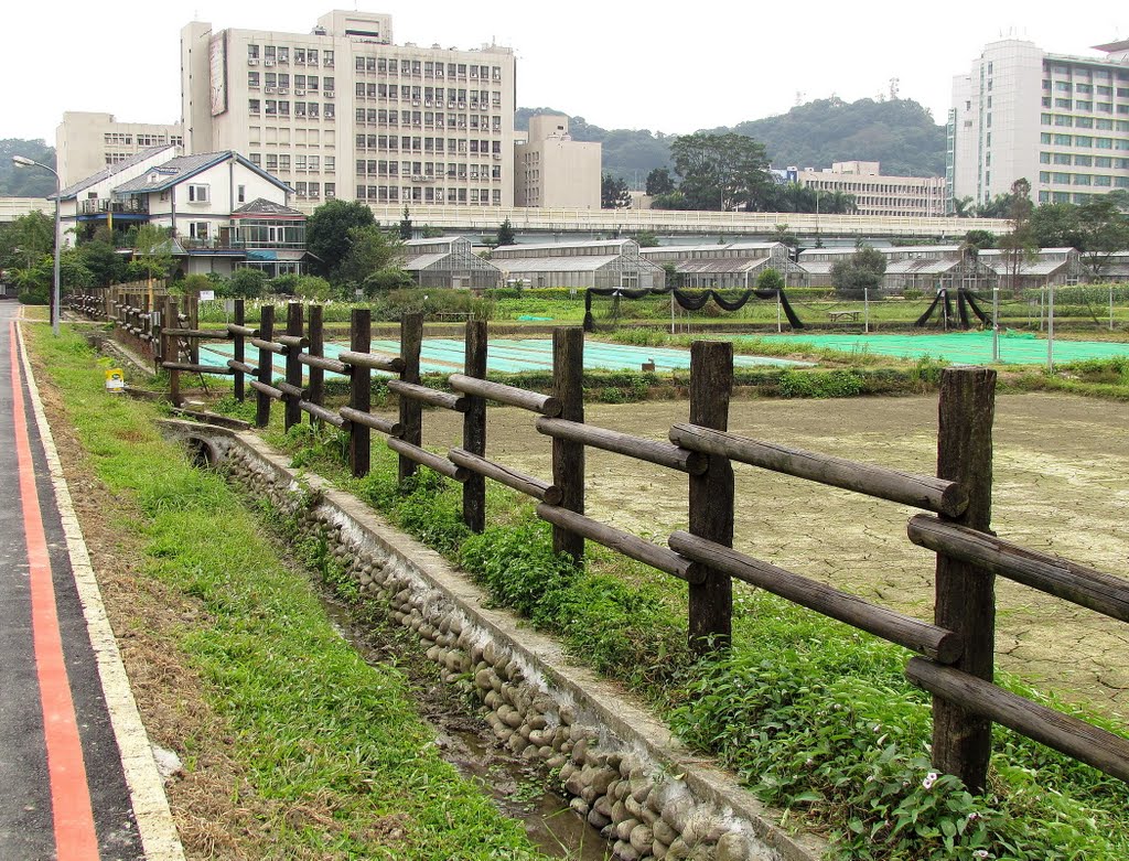 台北 台灣大學 實驗農場 by Percy Tai  漆園童