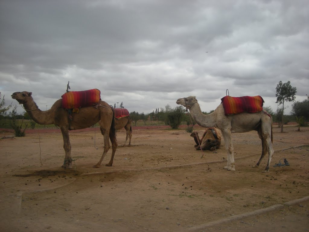 Marrakech moroco by dimitris kountis