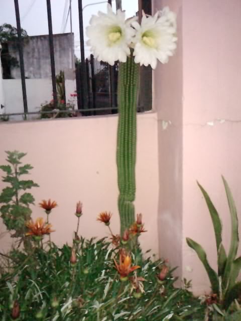 Cactus en flor by Victor, B