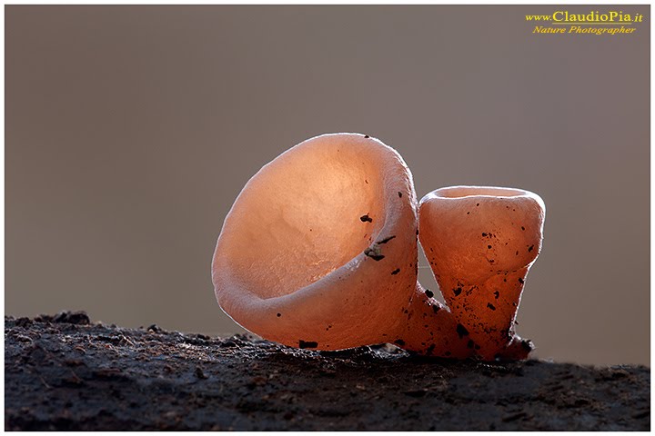 Auricularia auricula-judae by Claudio Pia