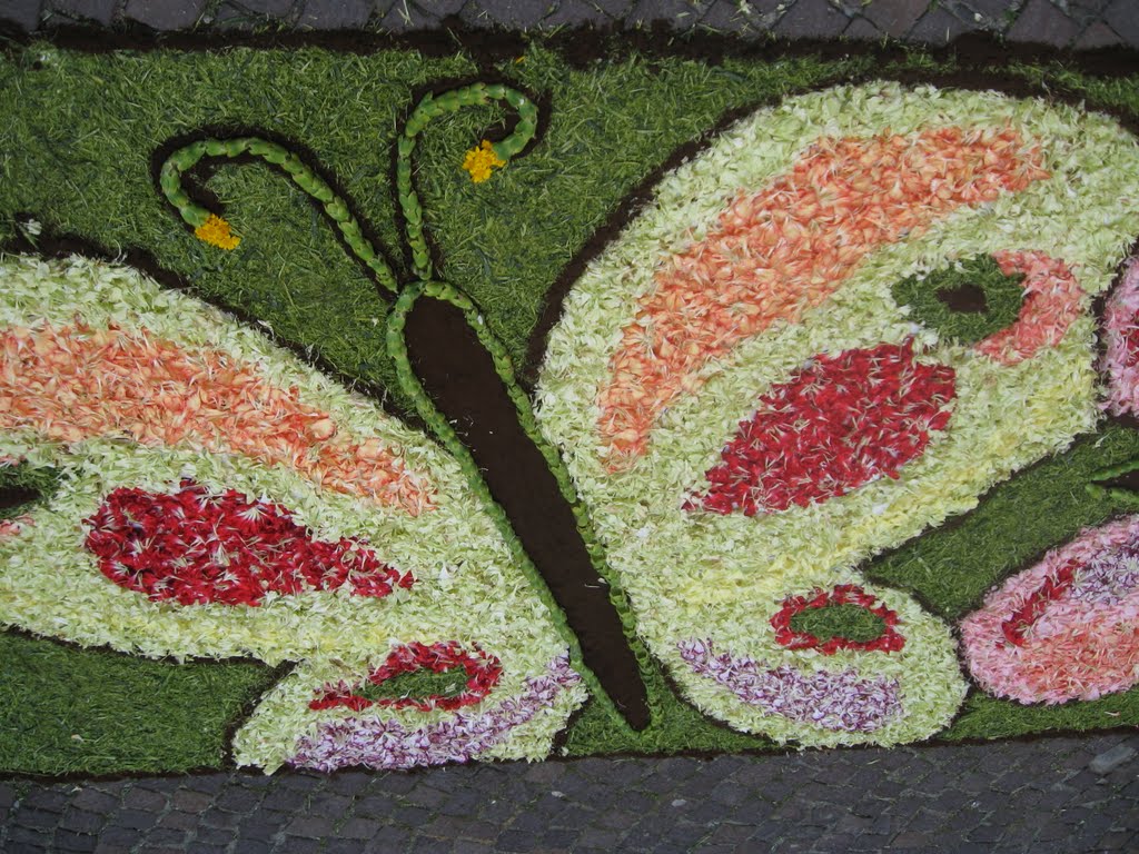 Infiorata 2010 santo stefano magra by fedeepaola