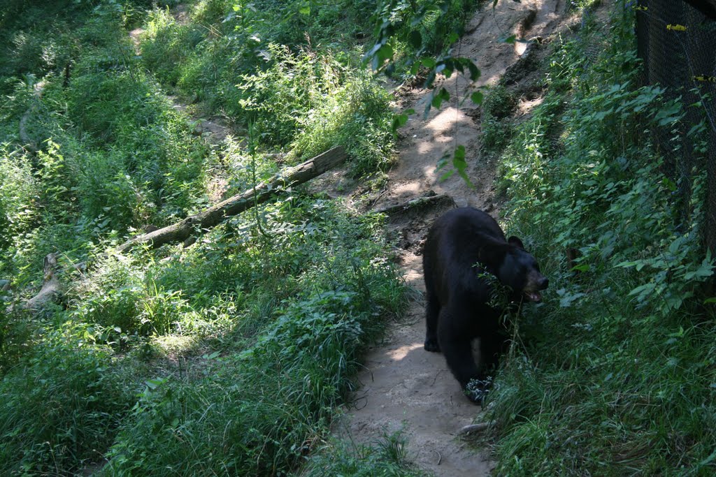 Bear in Wildlife Prairie State Park by bfgb