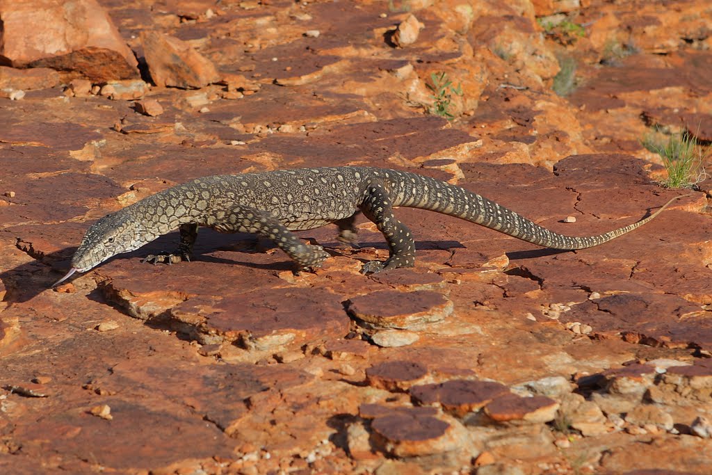 Big iguana in the Kings Canyon by hubert.zumbach