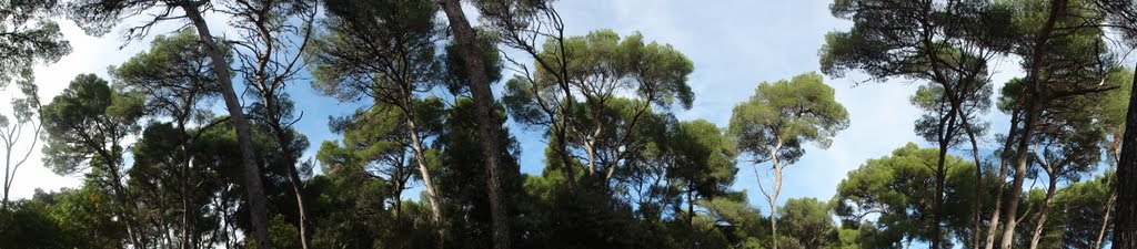 Mali losinj - cikat cove - pine trees by Tomislav Pecak